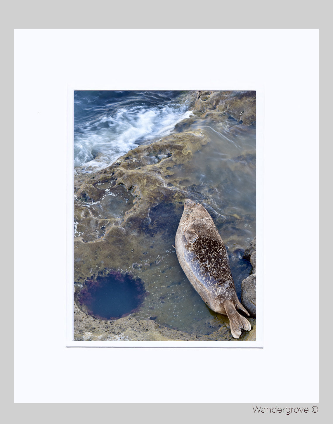 La Jolla Smiling Seal