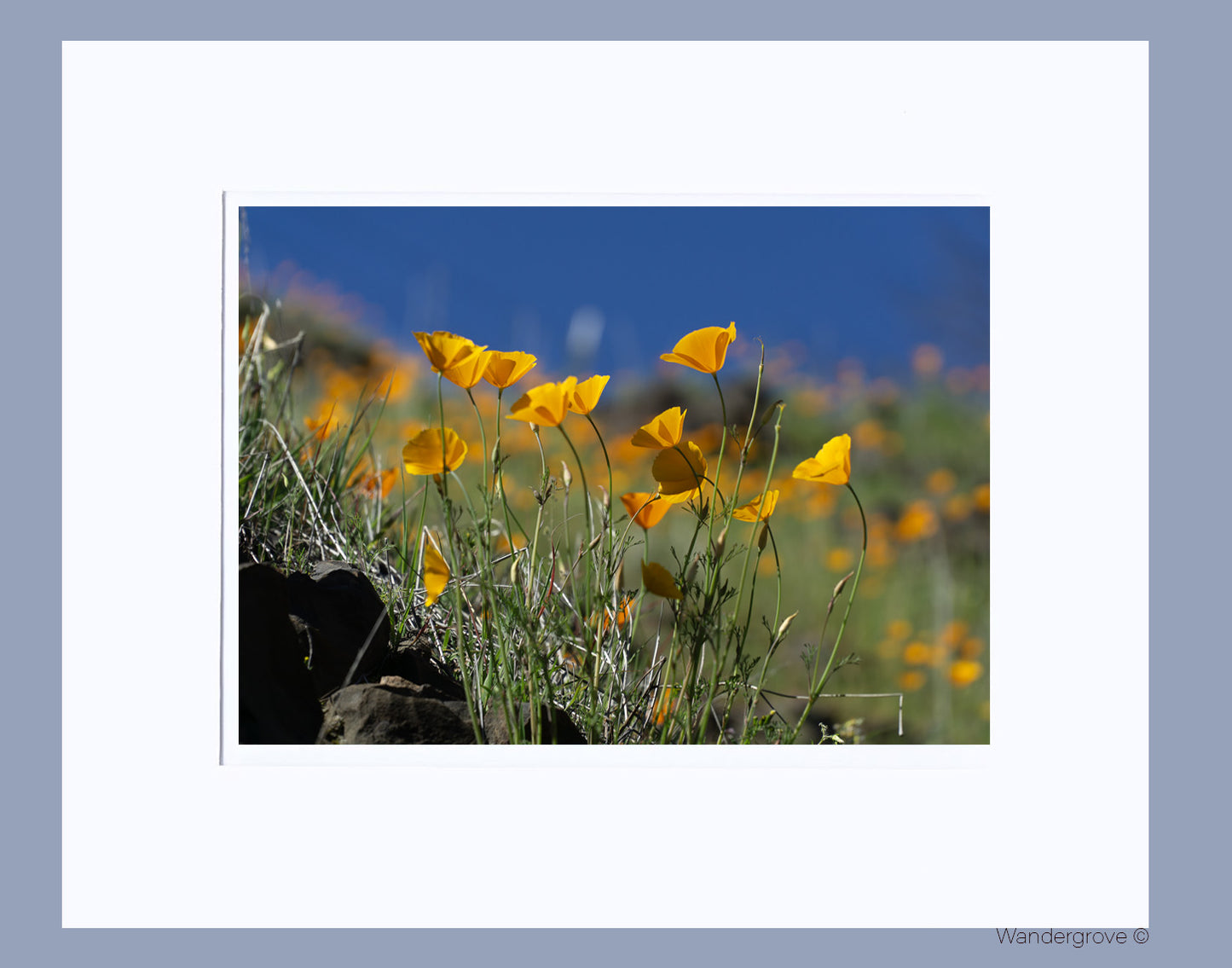 California Poppies